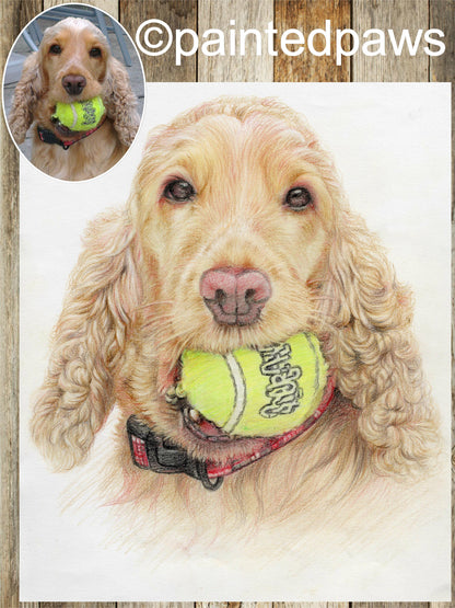 Coloured pencil pet portrait-painted-paws